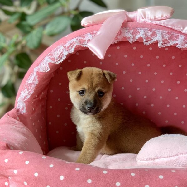 豆柴・あすか・2ちゃん | 【公式】子犬のブリーダー・ミニチュア