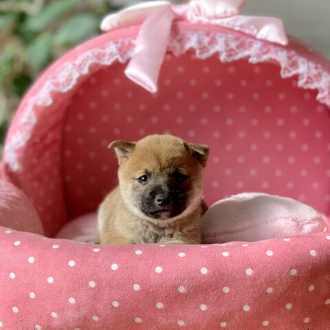 豆柴・あすか・３ちゃん