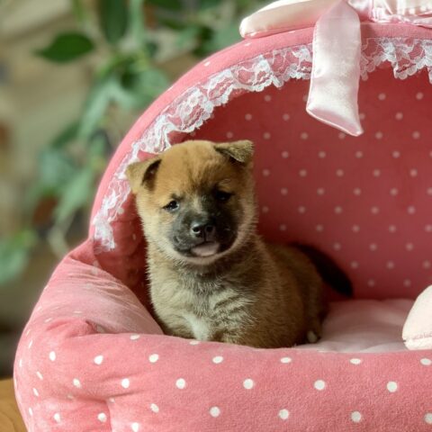豆柴・あすか・４ちゃん