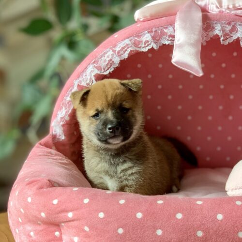 豆柴・あすか・４ちゃん