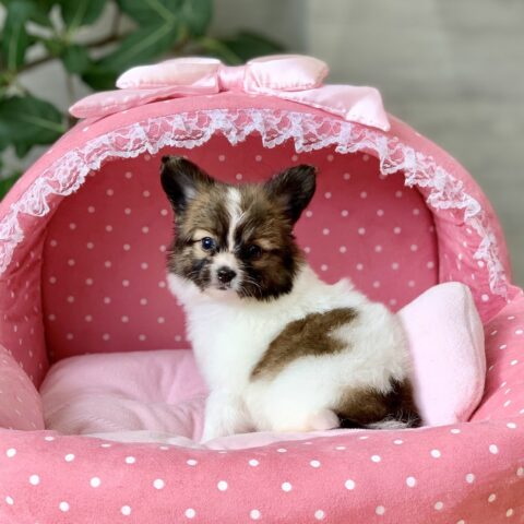パピヨン・ブルー・１ちゃん