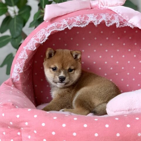 豆柴・まゆ・１