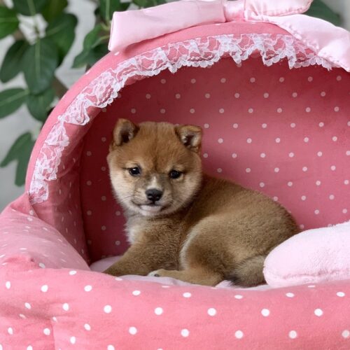 豆柴・まゆ・１
