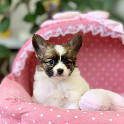 パピヨン・あやめ・１君