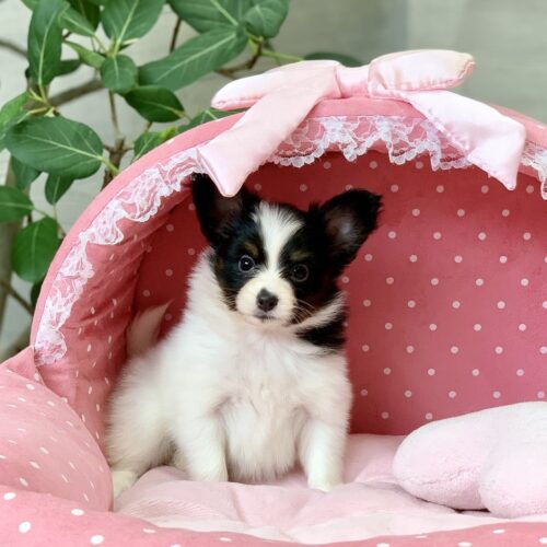 バレッタ・２ちゃん