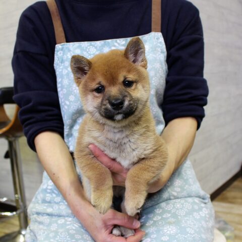 豆柴・風姫・１