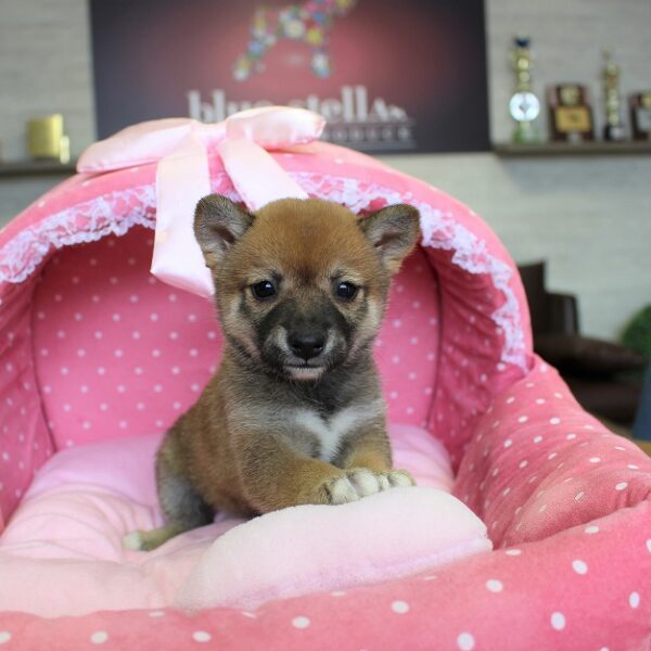 豆柴・あすか・1 | 【公式】子犬のブリーダー・ミニチュア