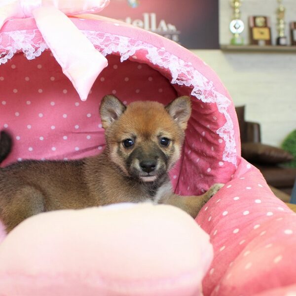 豆柴・あすか・1 | 【公式】子犬のブリーダー・ミニチュア