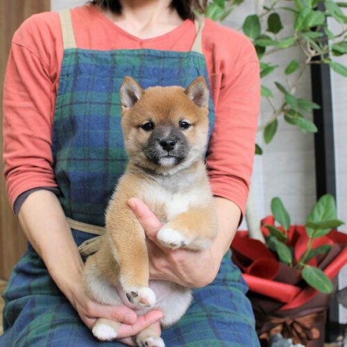 豆柴・らむ・１