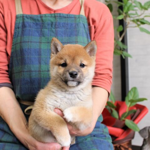 豆柴・らむ・２