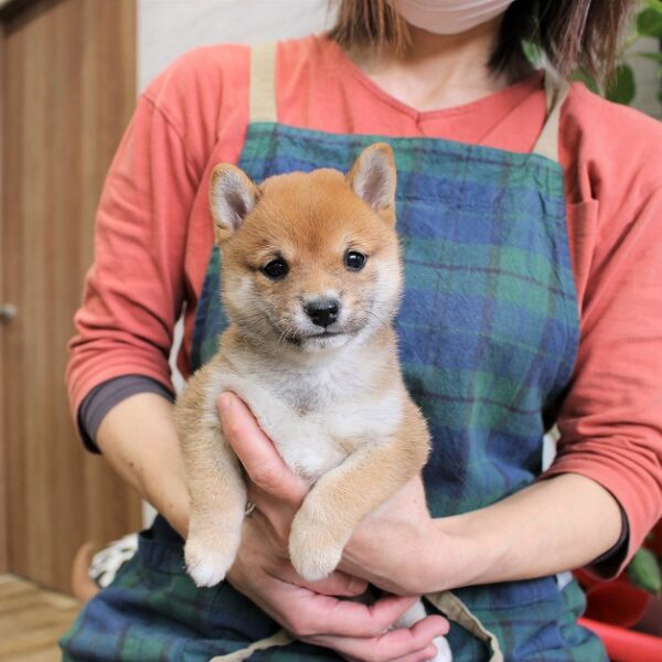 豆柴・まゆ・1 | 【公式】子犬のブリーダー・ミニチュアシュナウザー