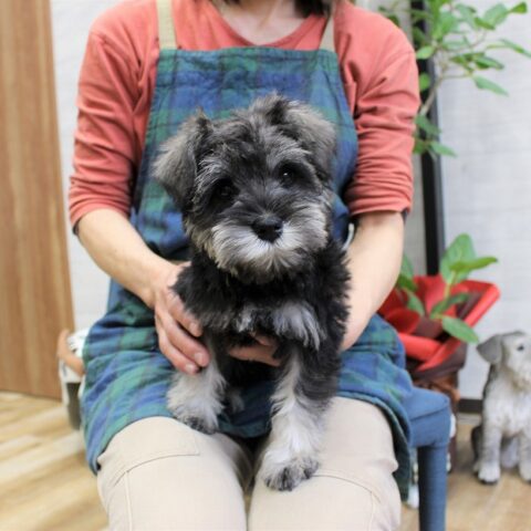 グリム・１ちゃん