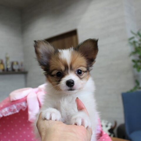 パピヨン・あやめ・１