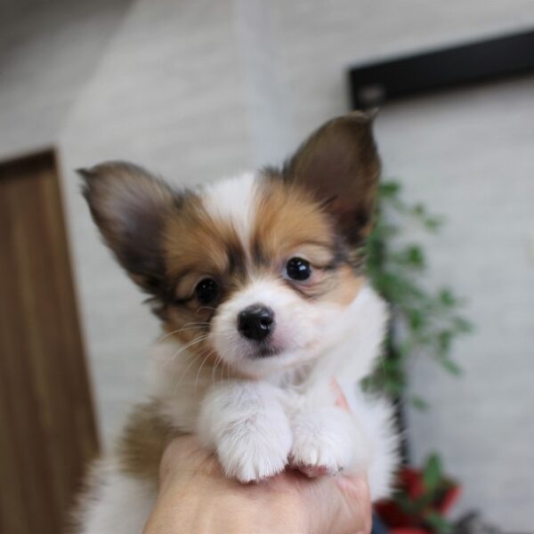パピヨン・あやめ・1 | 【公式】子犬のブリーダー・ミニチュア