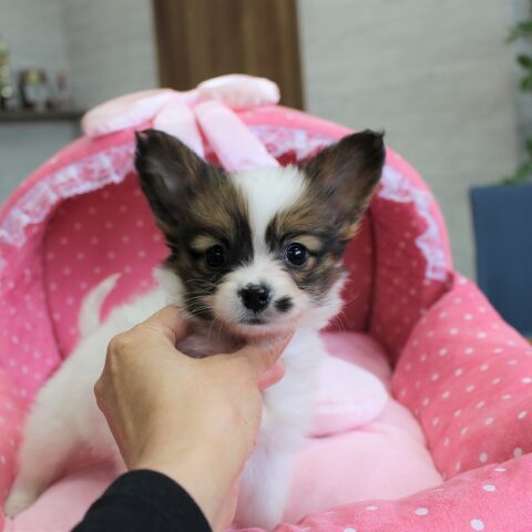 パピヨン・あやめ・２