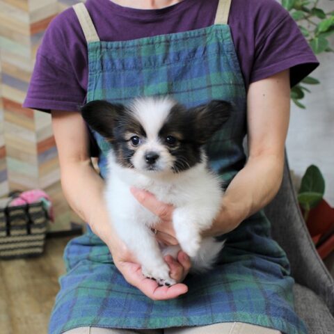パピヨン・オーロラ・１君