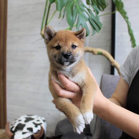 豆柴・ことね・１君