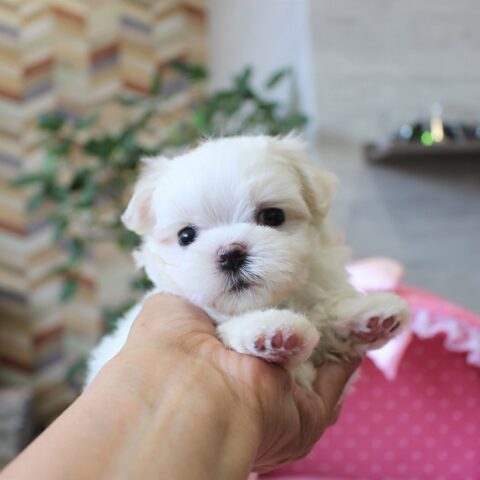 マルチーズ・真琴・１ちゃんサムネイル