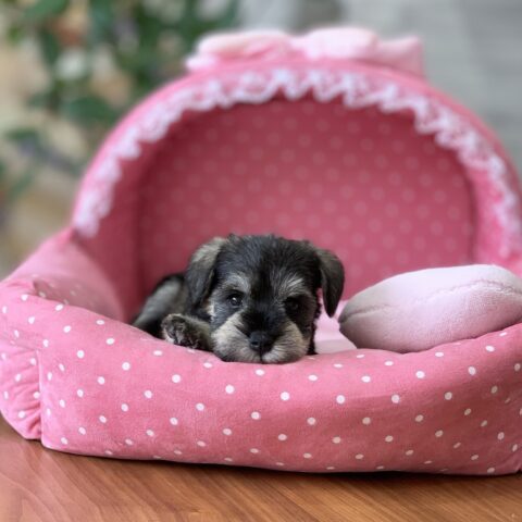 こあみ・２ちゃん