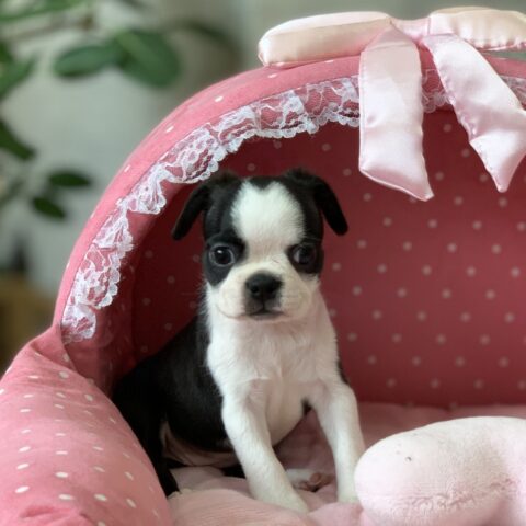 はちみつ・１ちゃん