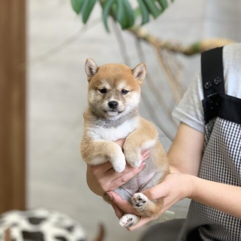 豆柴・雅美姫・１ちゃん