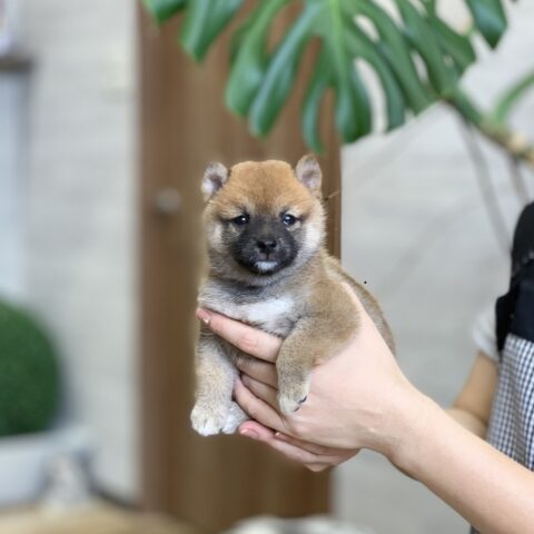 豆柴・雅美姫・２ちゃん