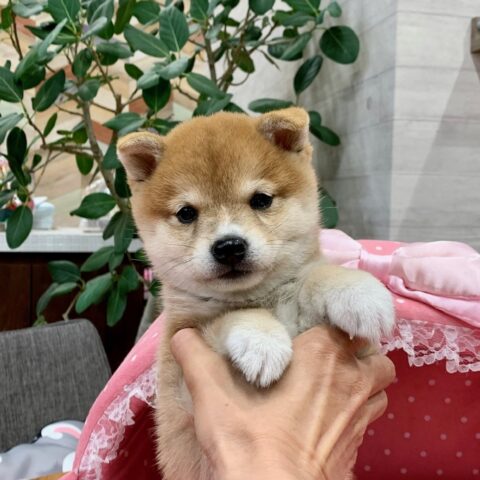 豆柴・なつめ・１ちゃん