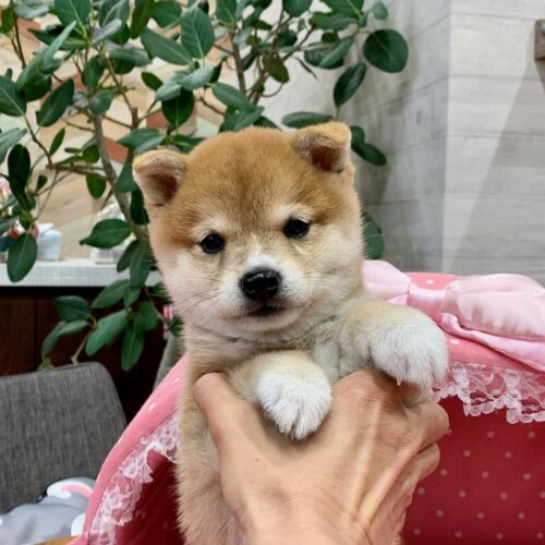 豆柴・なつめ・１ちゃん