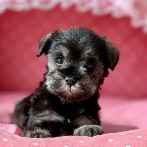 ミニチュアシュナウザー・ニコル・１ちゃん