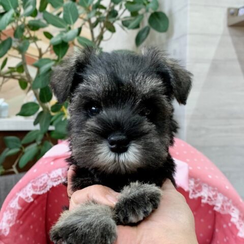 ミニチュアシュナウザー・あゆは・１ちゃん