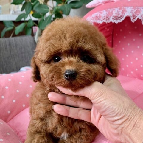 トイプードル・マニー・１ちゃん（タイニーサイズ）サムネイル