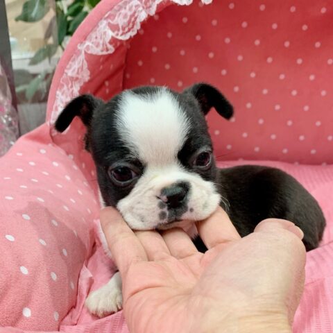 ボストンテリア・はちみつ・３ちゃん