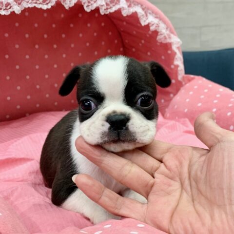 ボストンテリア・はちみつ・４ちゃん