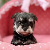 ミニチュアシュナウザー・らぶり・１ちゃん