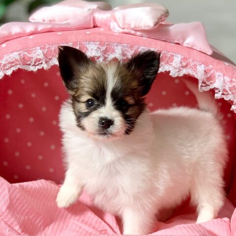 パピヨン・ブルー・１ちゃんサムネイル