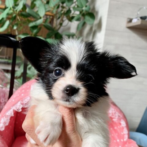 パピヨン・ブルー・２ちゃんサムネイル