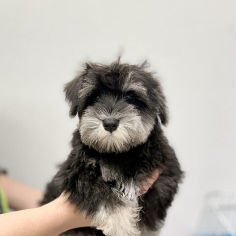さやね・２ちゃん