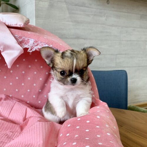 チワワ・まちこ・２ちゃん
