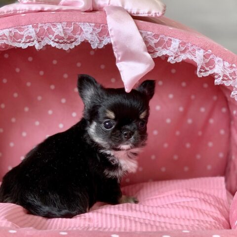 チワワ・まちこ・１ちゃんサムネイル