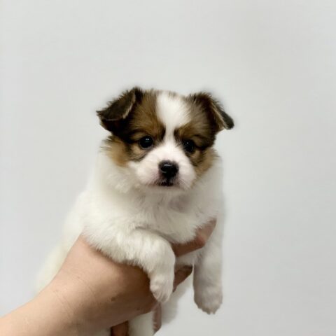 パピヨン・なぎ・１君