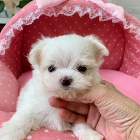 マルチーズ・うるん・２ちゃんサムネイル