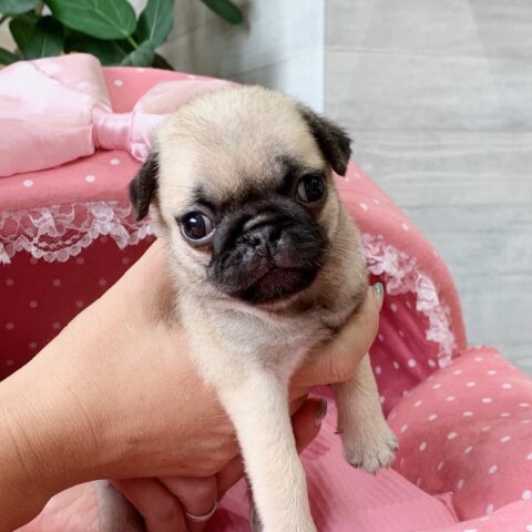 パグ・むぎ・２ちゃん