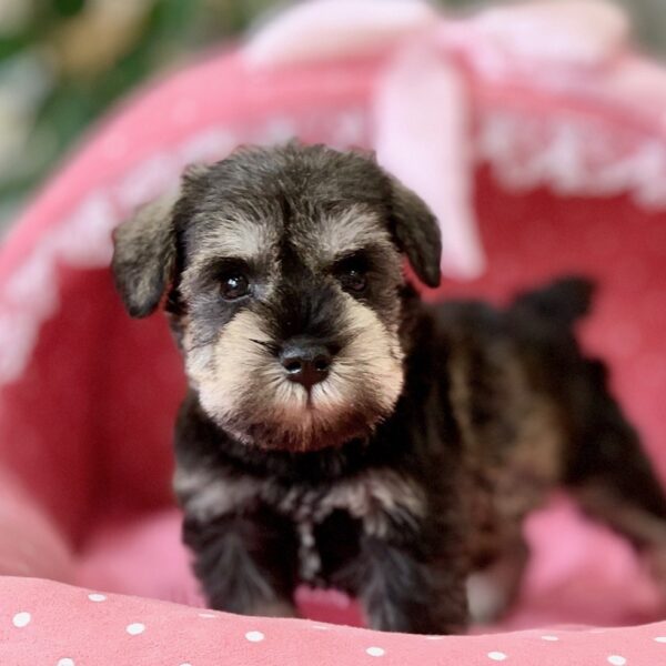 ミニチュアシュナウザー・こあみ・3君 | 【公式】子犬のブリーダー