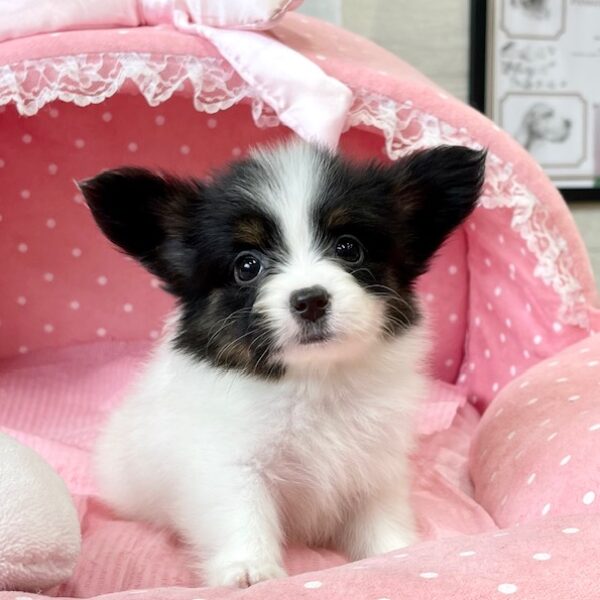 □すぬさま専用愛犬パピヨンちゃんミニチュアオーダー確認用ページ□ハンドメイド雑貨 □すぬさま専用愛犬パピヨンちゃんミニチュアオーダー確認用
