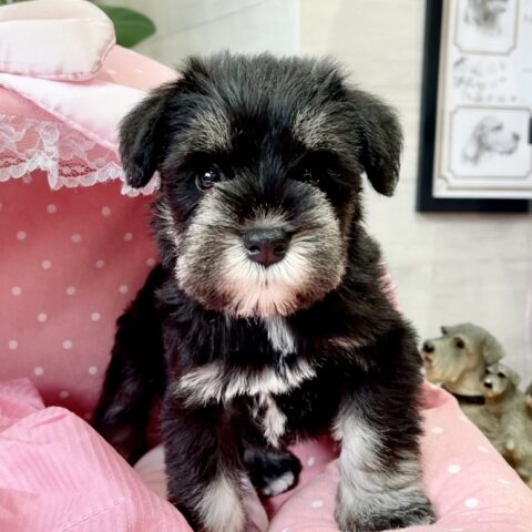 ミニチュアシュナウザー　るんか　１ちゃんサムネイル
