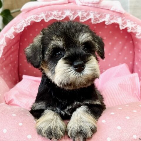 ミニチュアシュナウザー・　　ジェシカ・２ちゃんサムネイル