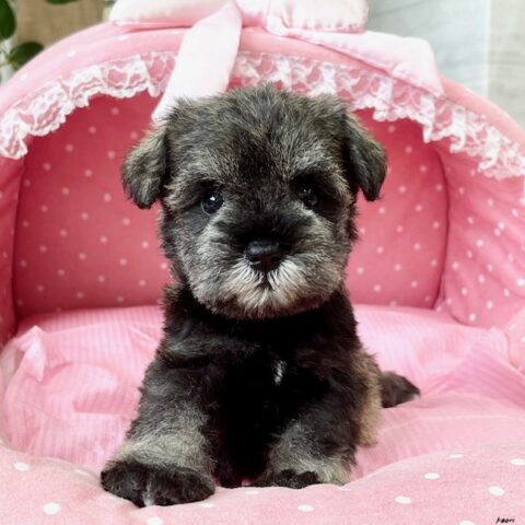 ミニチュアシュナウザー・　　みる・１ちゃんサムネイル