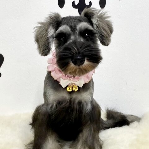 ミニチュアシュナウザー　　みこと・３ちゃんサムネイル
