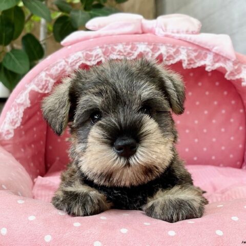 ミニチュアシュナウザー・　　あいあい・１ちゃんサムネイル