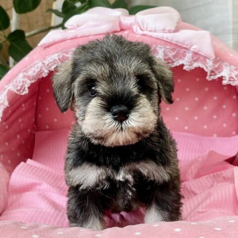 ミニチュアシュナウザー・　　たまえ・２ちゃんサムネイル